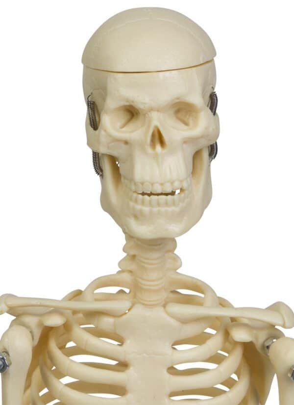 Mini skelet anatomisch model 45 cm - Afbeelding 3