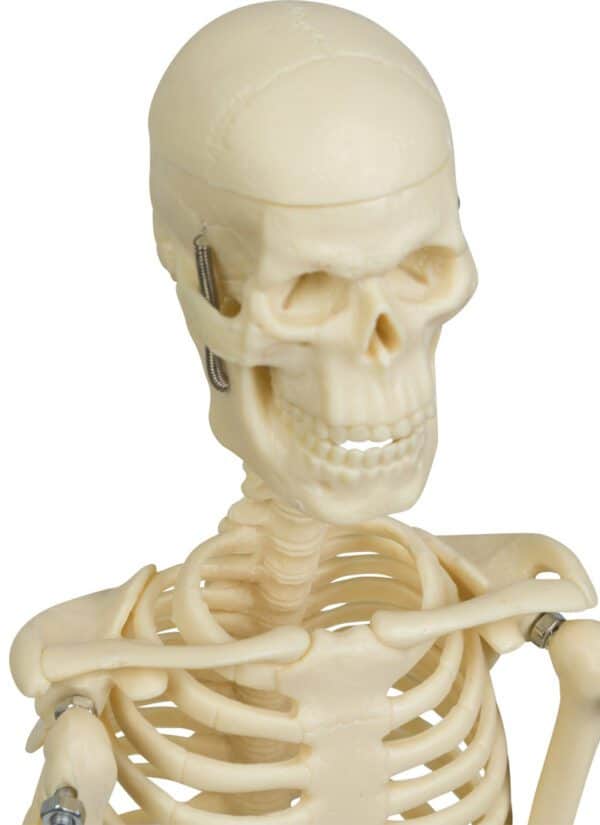 Mini skelet anatomisch model 45 cm - Afbeelding 4