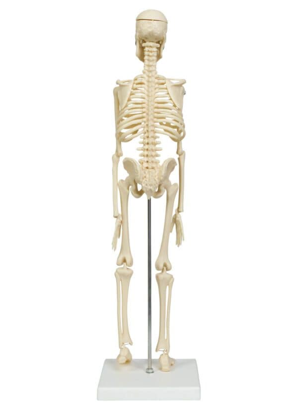 Mini skelet anatomisch model 45 cm